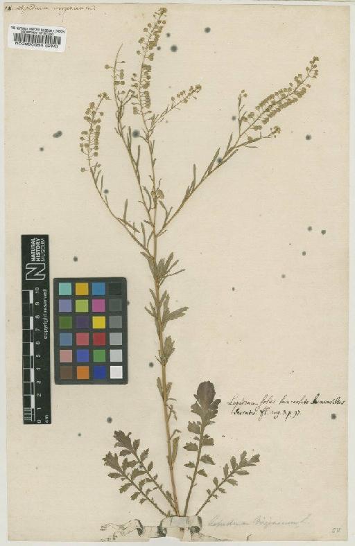 Lepidium virginicum L. - BM000098054