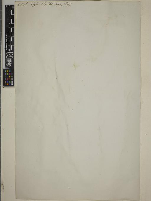 Capparis oleoides - BM010755155_back