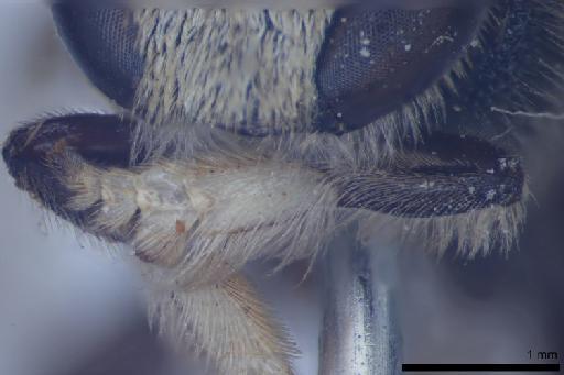 Nomia (Stictonomia) megacantha Cockerell, 1916 - 010644143-NHMUK-Nomia_megacantha-holotype-male-left_fore_leg-dorsal-4_0x