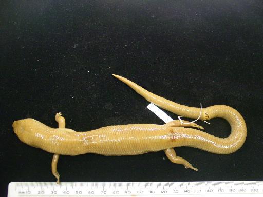 Eugongylus rufescens (Shaw, 1802) - Eugongylus rufescens type M.macrura 1946.8.13.73 011.JPG