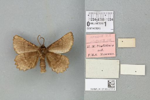 Dasyboarmia isorrhopa Prout, 1932 - 013322113_additional