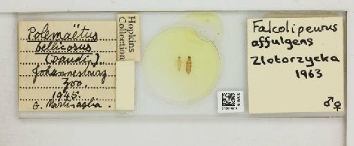 Falcolipeurus affulgens Zlotorzycka, 1963 - 010674918_816426_1429425