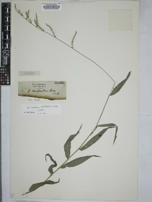 Oplismenus compositus var. rariflorus (J.Presl) U.Scholz - 000070342