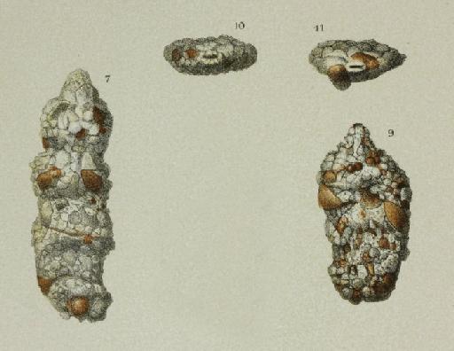 Haplophragmium calcareum Brady, 1884 - ZF1525_33_7_Ammobaculites.jpg