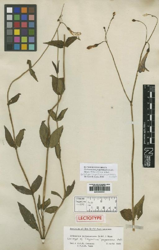 Irlbachia purpurascens (Aubl.) Maas - BM000889320