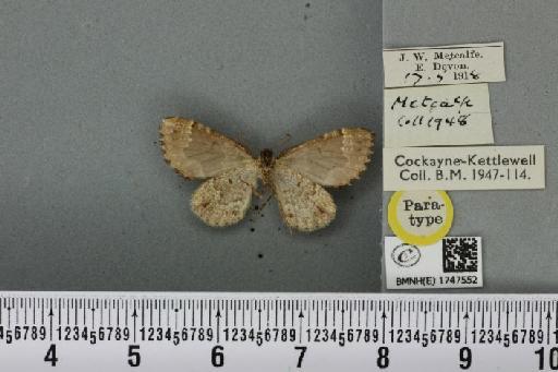 Lampropteryx otregiata (Metcalfe, 1917) - BMNHE_1747552_334435