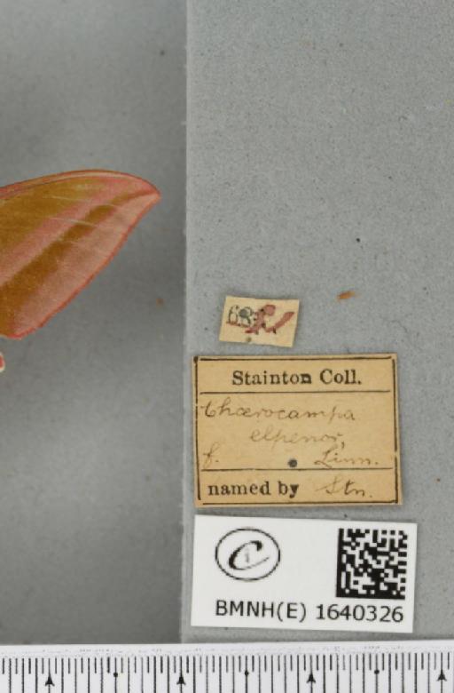 Deilephila elpenor (Linnaeus, 1758) - BMNHE_1640326_label_206450