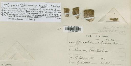 Gymnostomum calcareum Nees & Hornsch. - BM000876960