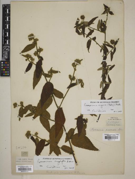 Commersonia rugosa (Steetz) F.Muell. - BM000820140