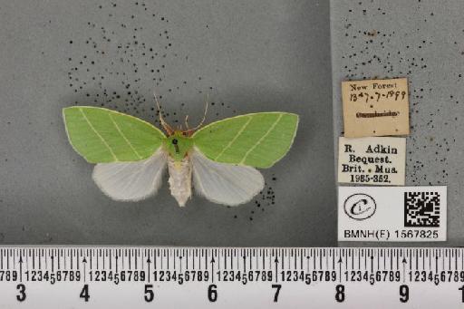 Bena bicolorana (Fuessly, 1775) - BMNHE_1567825_293267