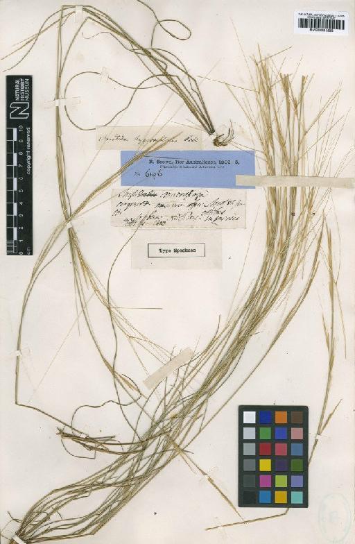 Aristida hygrometrica R.Br. - BM000991585