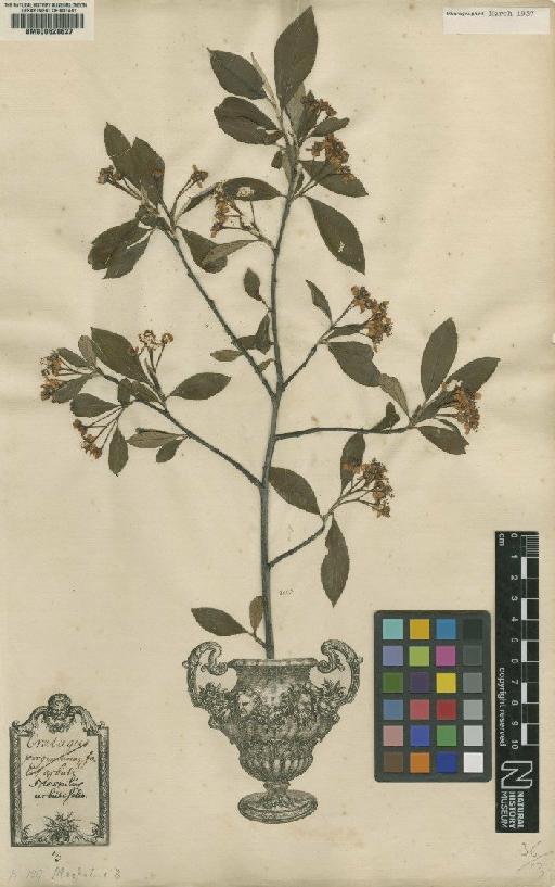 Mespilus arbutifolia L. - BM000628627