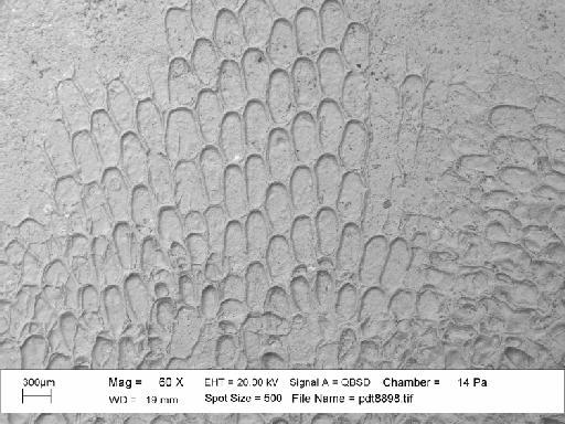 Iyarispora ikaanakiteeh Martha et al., 2019 - PI BZ 8125 - Iyarispora ikaanakiteeh