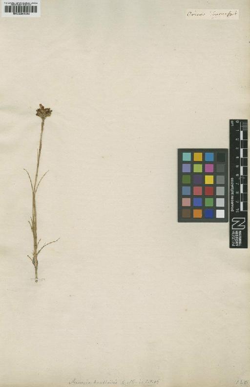 Arenaria dianthoides Sm. - BM000946363