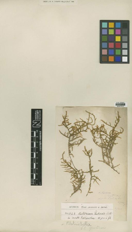 Pilotrichella quitensis (Mitt.) A.Jaeger - BM000721907