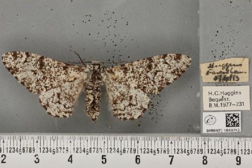 Biston betularia (Linnaeus, 1758) - BMNHE_1840743_413733