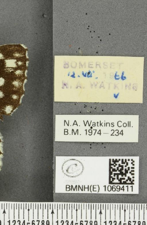 Melanargia galathea serena ab. valentini Williams, 1951 - BMNHE_1069411_label_35258