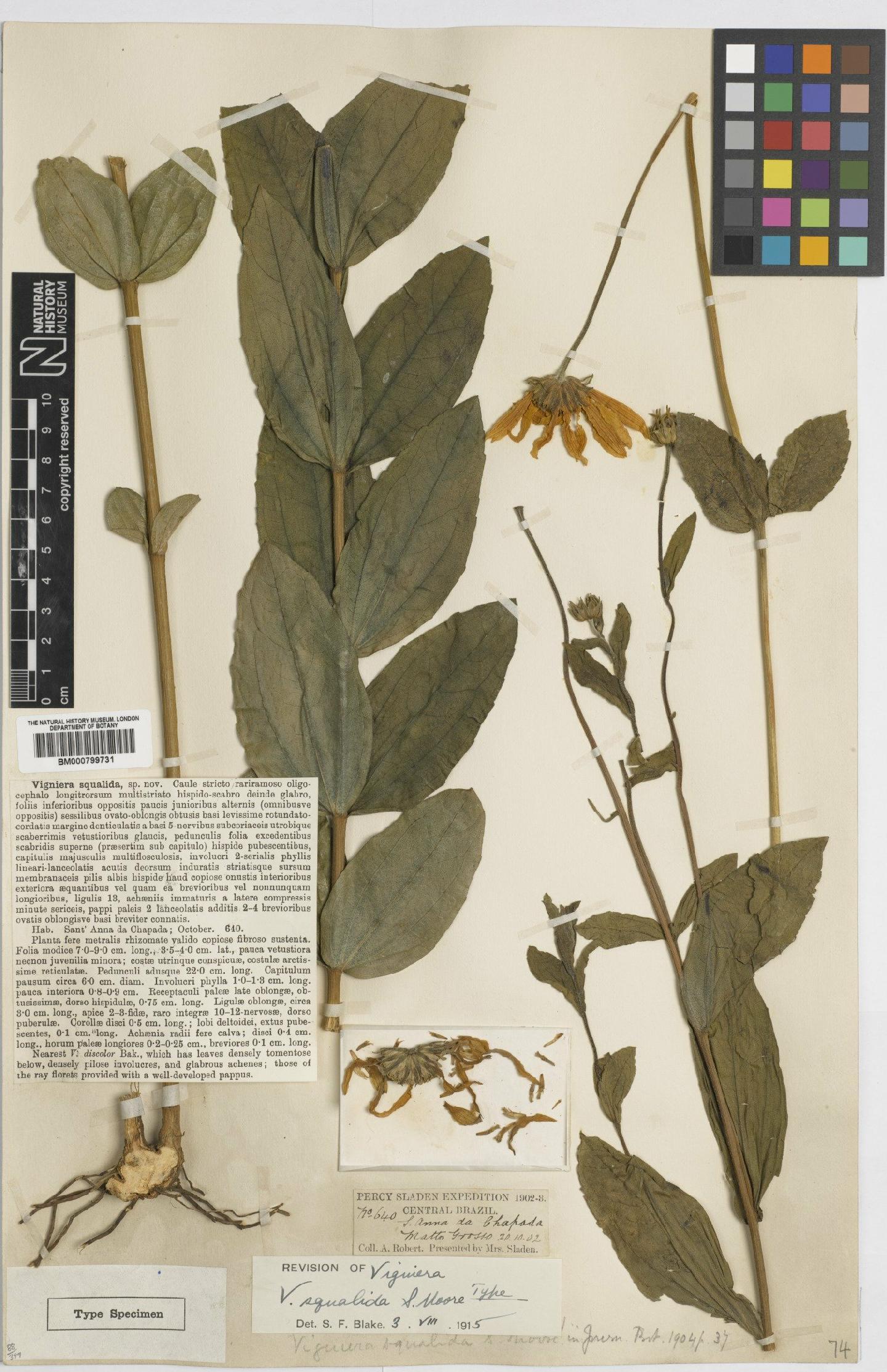 To NHMUK collection (Viguiera squalida Moore; Holotype; NHMUK:ecatalogue:4992077)