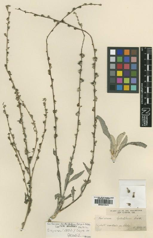 Verbascum leptocladum Boiss. & Heldr. - BM000796472