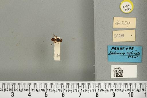 Bactrocera (Bactrocera) laticosta Drew, 1989 - BMNHE_1434541_a_28486