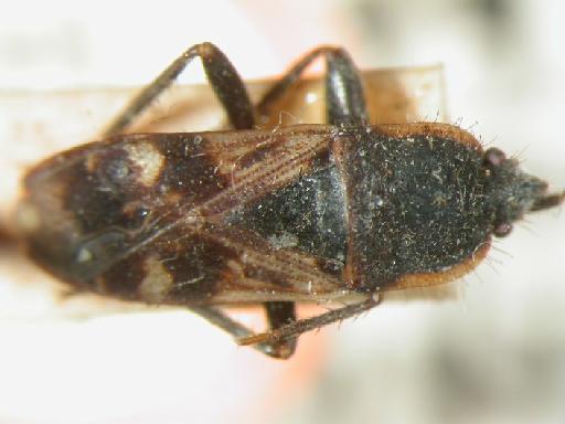 Lachnesthes sinlensis Dohrn - Hemiptera: Lachnesthes Sin2