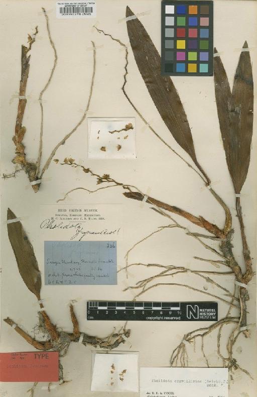 Pholidota convallariae (Rchb.f.) Hook.f. - BM000091278