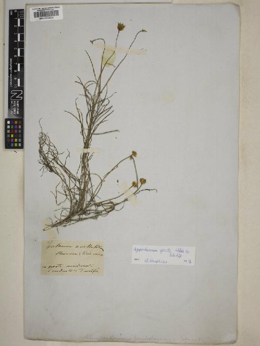 Argyranthemum gracile Sch.Bip. - 000829844
