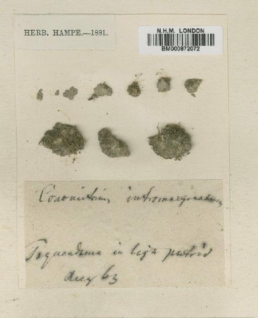 Fissidens intromarginatus (Hampe) A.Jaeger - BM000872072