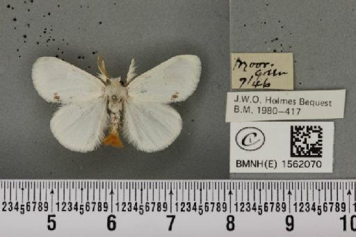 Euproctis similis (Fuessly, 1775) - BMNHE_1562070_254106