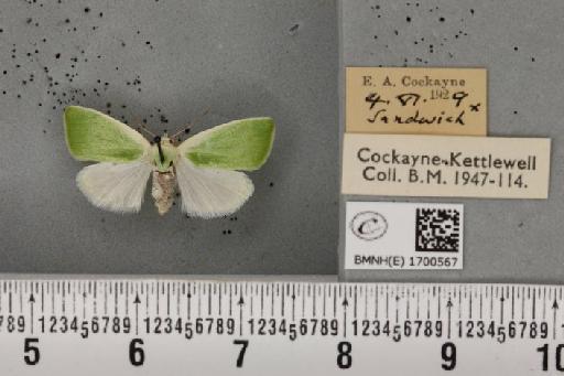 Earias clorana (Linnaeus, 1761) - BMNHE_1700567_296817