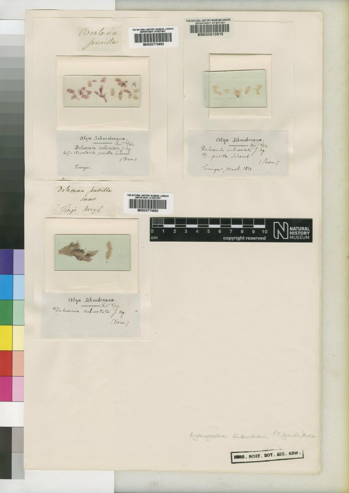 To NHMUK collection (Delesseria pusilla Schousboe; TYPE; NHMUK:ecatalogue:4858782)