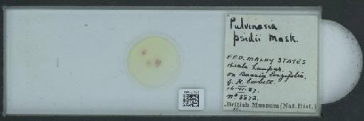 Pulvinaria psidii Maskell, 1893 - 010171442_117408_1101802