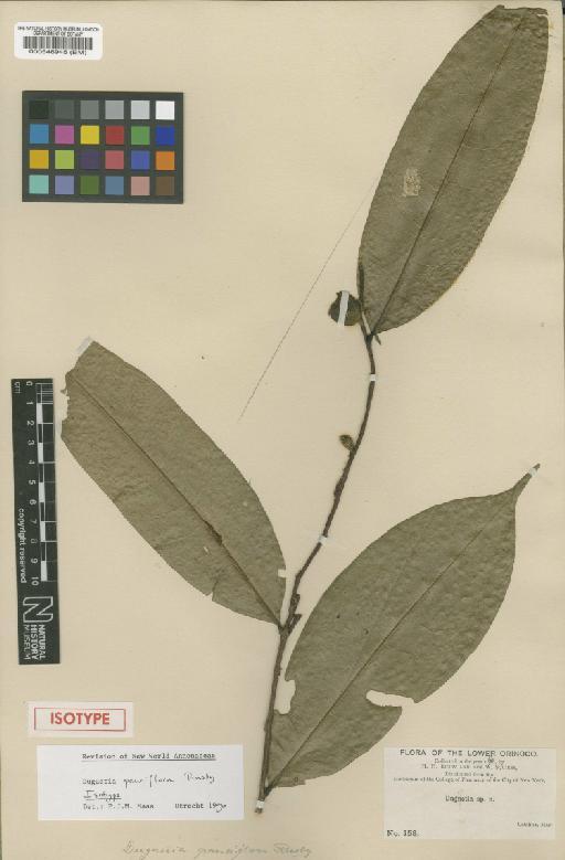 Duguetia pauciflora Rusby - BM000546945