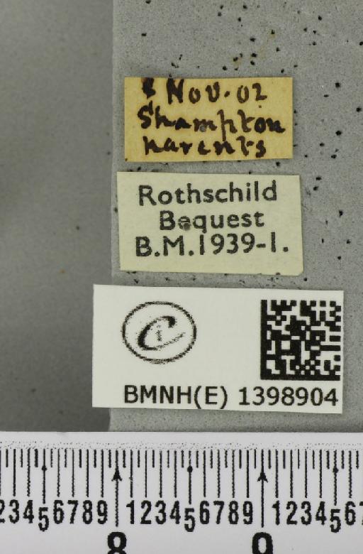 Poecilocampa populi (Linnaeus, 1758) - BMNHE_1398904_label_189249