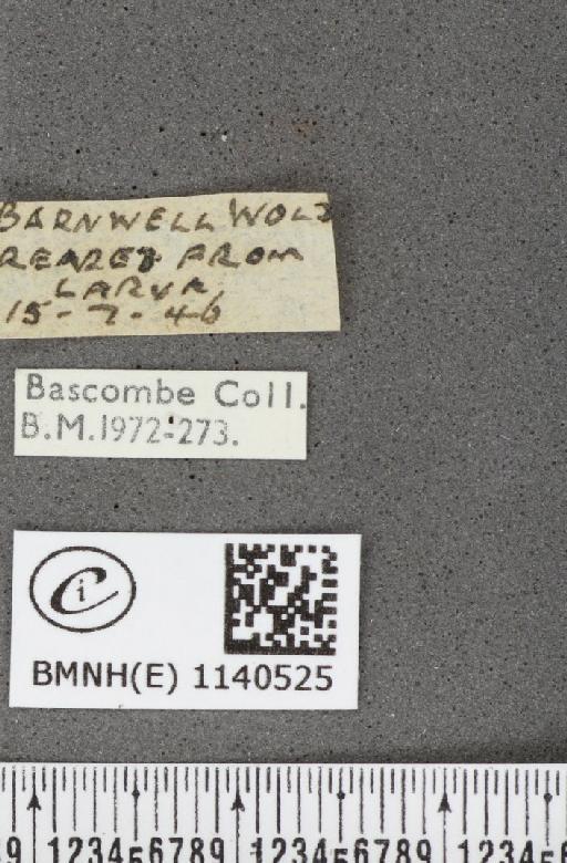 Thecla betulae (Linnaeus, 1758) - BMNHE_1140525_label_95962