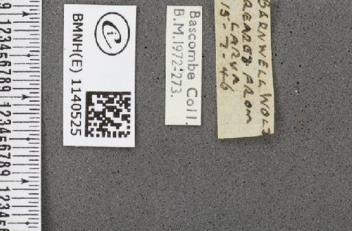 Thecla betulae (Linnaeus, 1758) - BMNHE_1140525_label_95962