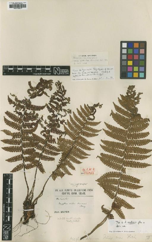 Dryopteris rosthornii (Diels) C.Chr. - BM001066077