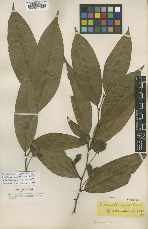 Guatteria australis A.St.-Hil. - BM000546405