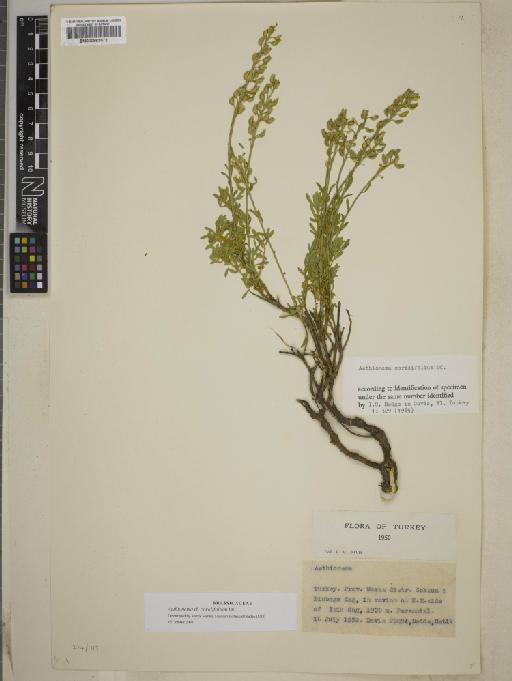 Aethionema coridifolium DC. - BM000883572