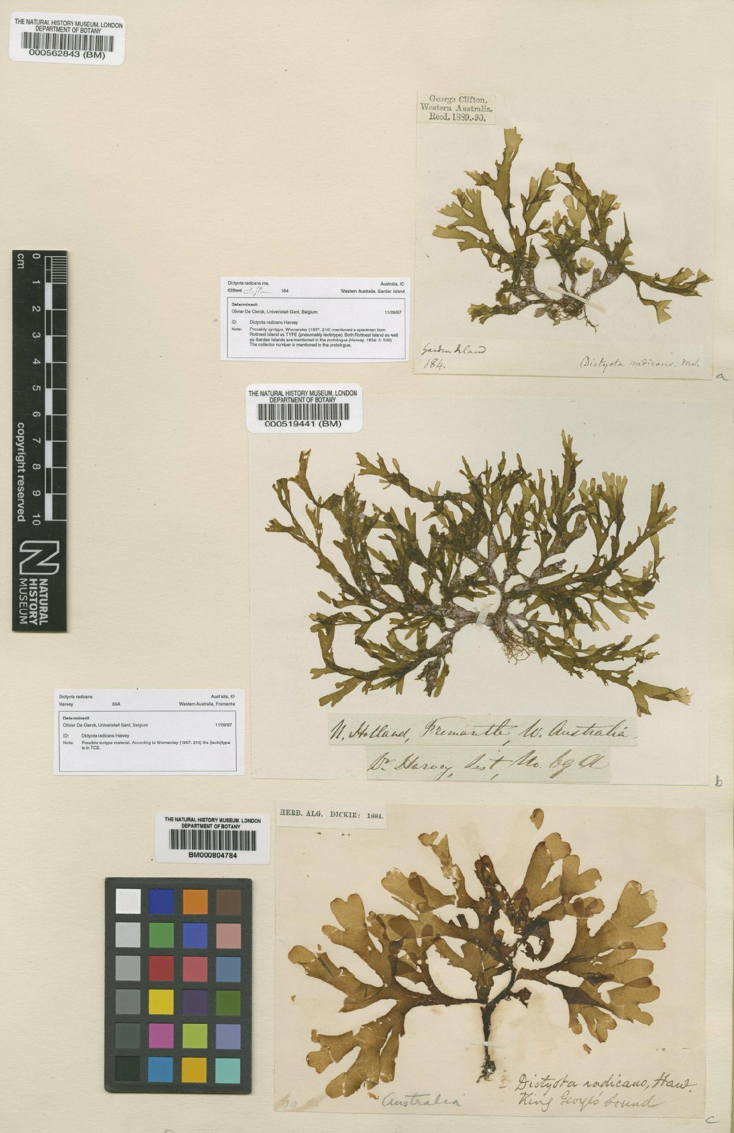 To NHMUK collection (Dictyota radicans Harv.; TYPE; NHMUK:ecatalogue:4722361)