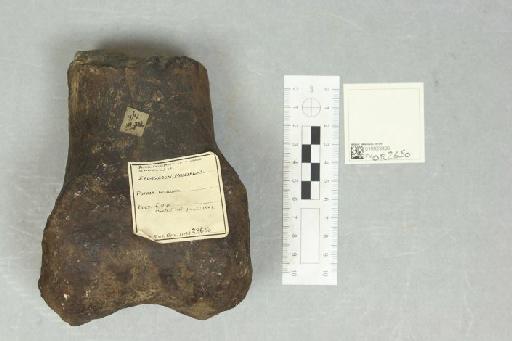 Iguanodon mantelli von Meyer, 1832 - 010023826_L010220947