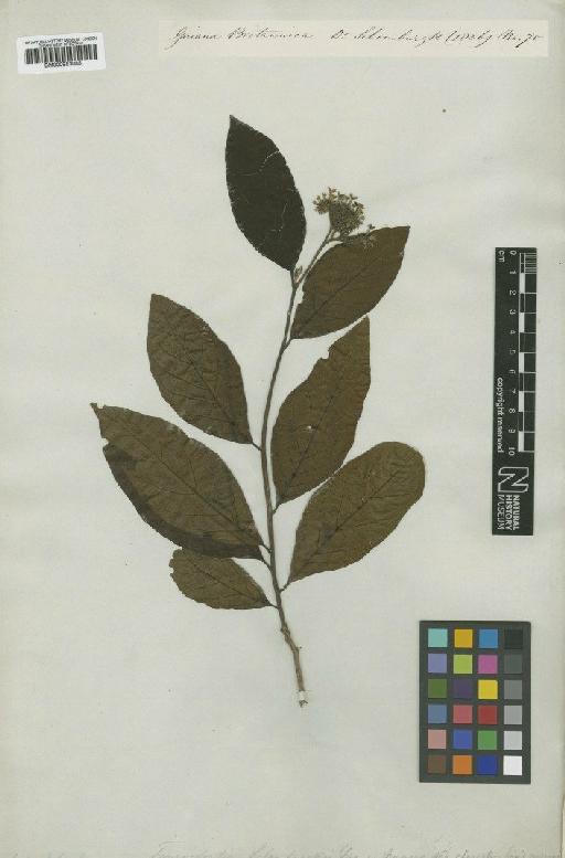 Tournefortia bicolor subsp. variety Donn.Sm. - BM000953085