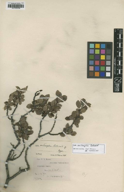 Salix oritrepha C.K.Schneid. - BM000958006