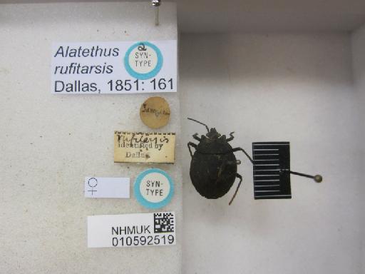 Alathetus rufitarsis Dallas, 1851 - 010592519_Alathetus rufitarsis ST F R