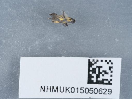 Euspilapteryx auroguttella Stephens - 015050629_1