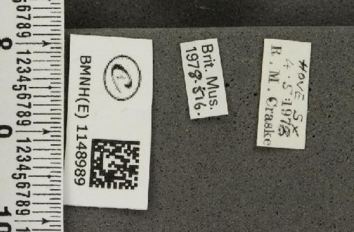 Celastrina argiolus britanna (Verity, 1919) - BMNHE_1148989_label_111348