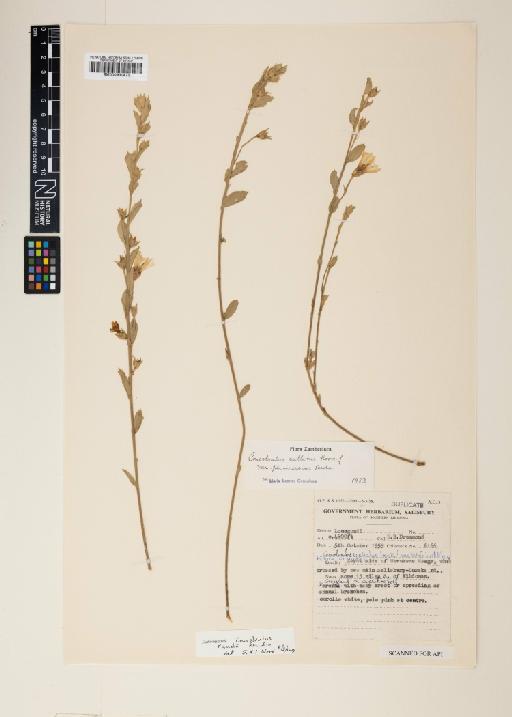 Convolvulus ocellatus var. latifolius Meeuse - 000930473