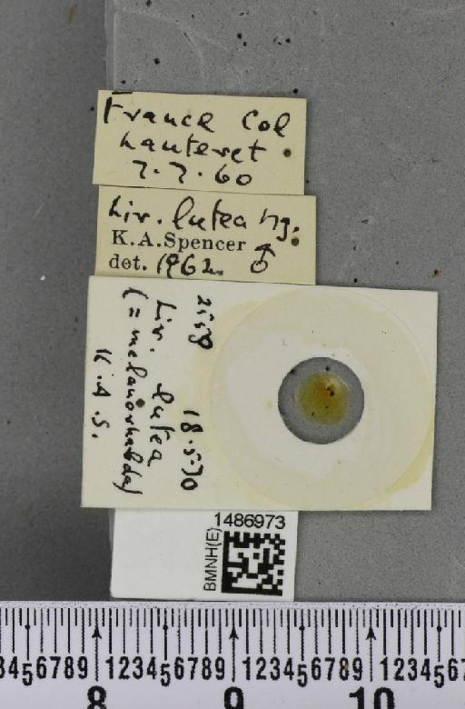 Liriomyza lutea (Meigen, 1830) - BMNHE_1486973_label_50576