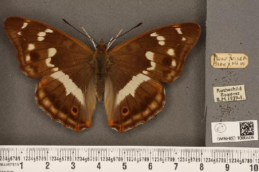 Apatura iris (Linnaeus, 1758) - BMNHE_1086606_63546