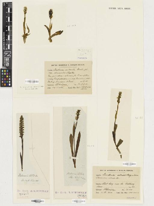 Pseudorchis albida (L.) Á.Löve & D.Löve - BM001164591